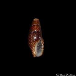 Columbellidae - Mitrella ocellata (Gmelin, 1991)