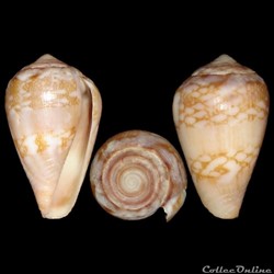 Lautoconus (Lautoconus) mercator (Linné, 1758)