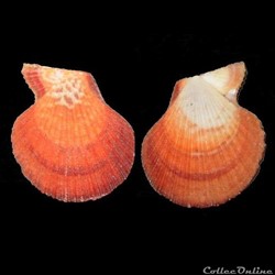 Pectinidae - Caribachlamys sentis (Reeve, 1853)