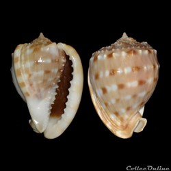 Cassidae - Cassis tessellata (Gmelin, 1791)