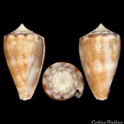 Conidae - Monteiroconus mus (Hwass in Bruguière, 1792)