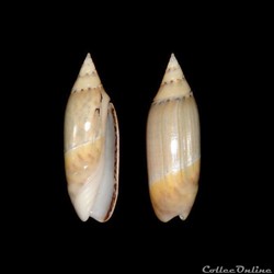 Olividae - Agaronia annotata (Marrat, 1880)