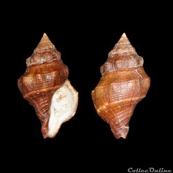 Fasciolariidae - Leucozonia nassa (Gmelin, 1791)
