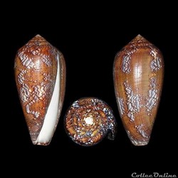 Darioconus praelatus (Hwass in Bruguière, 1792)