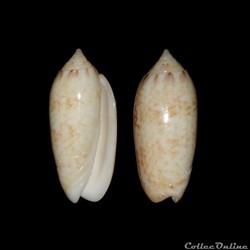 Olividae - Americoliva reticularis (Lamarck, 1811)