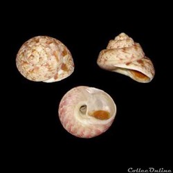 Trochidae - Gibbula magus (Linné, 1758)