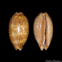 Cypraeidae - Macrocypraea zebra (Linné, 1758)