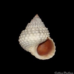 Littorinidae - Cenchritis muricatus (Linné, 1758)