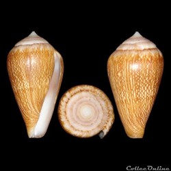 Conidae - Lautoconus (Lautoconus) cloveri (Walls, 1978)