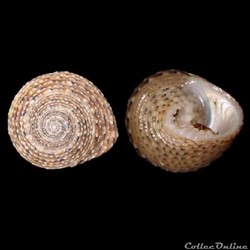 Trochidae - Clanculus villanus (Philippi, 1846)