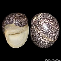 Neritidae - Nereina punctulata (Lamarck, 1816)