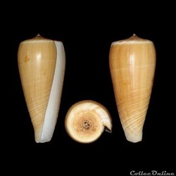 Phasmoconus (Phasmoconus) radiatus (Gmelin, 1791)