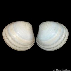 Veneridae - Pitar virgo (Gray, 1838)