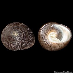Trochidae - Clanculus spadiceus (Philippi, 1848)