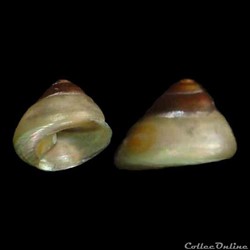 Turbinidae - Tegula excavata (Lamarck, 1822)