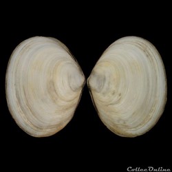 Semelidae - Scrobicularia plana (Linné, 1758)
