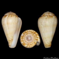 Lautoconus (Varioconus) micropunctatus (Rolán & Röckel, 2000)
