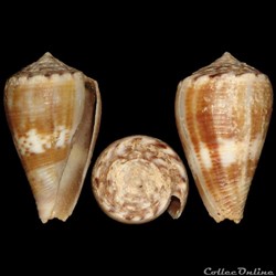 Conidae - Monteiroconus mus (Hwass in Bruguière, 1792)
