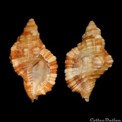 Cymatiidae - Monoplex aquatilis (Reeve, 1844)