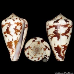 Conidae - Lautoconus (Africonus) damottai (Trovão, 1979)