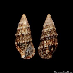 Cerithiidae - Cerithium lividulum (Risso, 1826)