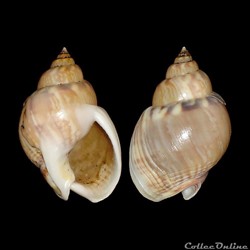 Nassariidae - Tritia mutabilis (Linné, 1758)