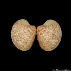 Veneridae - Chamelea gallina (Linné, 1758)