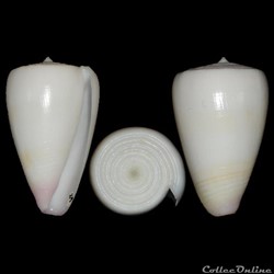 Tesselliconus suturatus (Reeve, 1844)