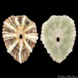 Fissurellidae - Fissurella barbadensis (Gmelin, 1791)