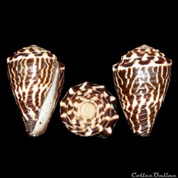 Virroconus chaldaeus (Röding, 1798)