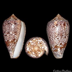 Cylinder archiepiscopus f. euetrios (Sowerby III, 1882)