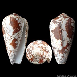 Darioconus rosiae (Monnier, Batifoix & Limpalaer, 2018)