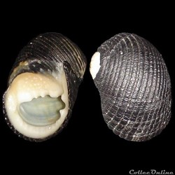 Neritidae - Nerita fulgurans (Gmelin, 1791)