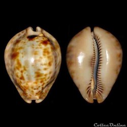 Cypraeidae - Trona stercoraria stercoraria (Linné, 1758)