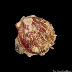 Spondylidae - Spondylus tenuis (Schreibers, 1793)