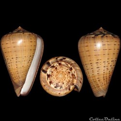 Dendroconus betulinus (Linné, 1758)