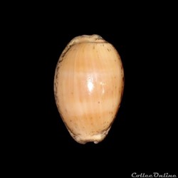 Cypraeidae - Luria cinerea (Gmelin, 1791)