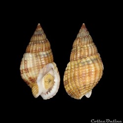 Nassariidae - Tritia reticulata (Linné, 1758)