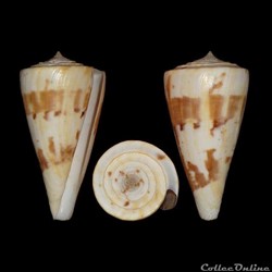 Kioconus (Kioconus) lenavati (da Motta & Röckel, 1982)