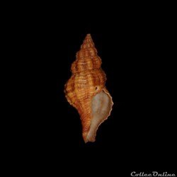 Fasciolariidae - Polygona angulata (Röding, 1798)