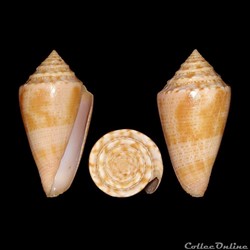 Jaspidiconus ericmonnieri (Petuch & Myers, 2014)