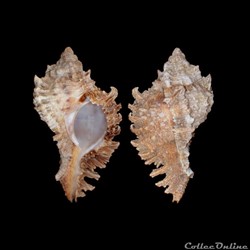 Muricidae - Phyllonotus pomum (Gmelin, 1791)