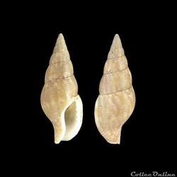 Columbellidae - Cotonopsis monfilsi (Emerson, 1993)