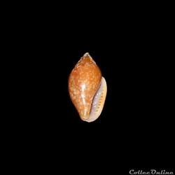 Columbellidae - Nitidella nitida (Lamarck, 1822)
