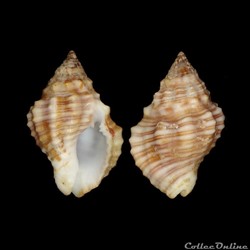 Pisaniidae - Gemophos auritulus (Link, 1807)