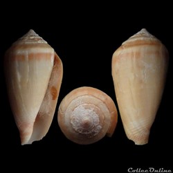 Floraconus algoensis algoensis (Sowerby I, 1834)
