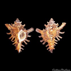 Muricidae - Hexaplex megacerus (Sowerby II, 1834)