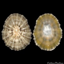 Patellidae - Patella vulgata (Linné, 1758)