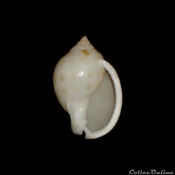 Cassidae - Semicassis granulata (Born, 1778)