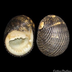 Neritidae - Nerita fulgurans (Gmelin, 1791)